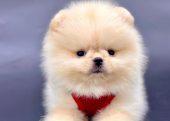 Pomeranian Boo Yavrular